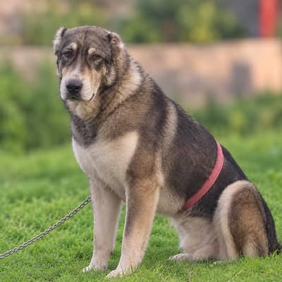 Turkish kangal | kurdish kangal | kangal dog | kangal puppy |kangal