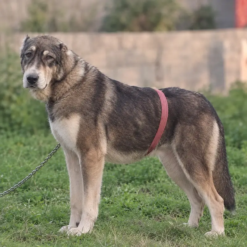 Turkish kangal | kurdish kangal | kangal dog | kangal puppy |kangal — photo 2