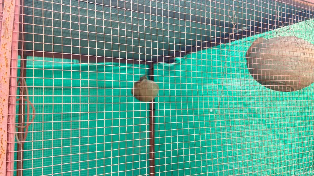 Big Steel Cage For Sale — photo 3