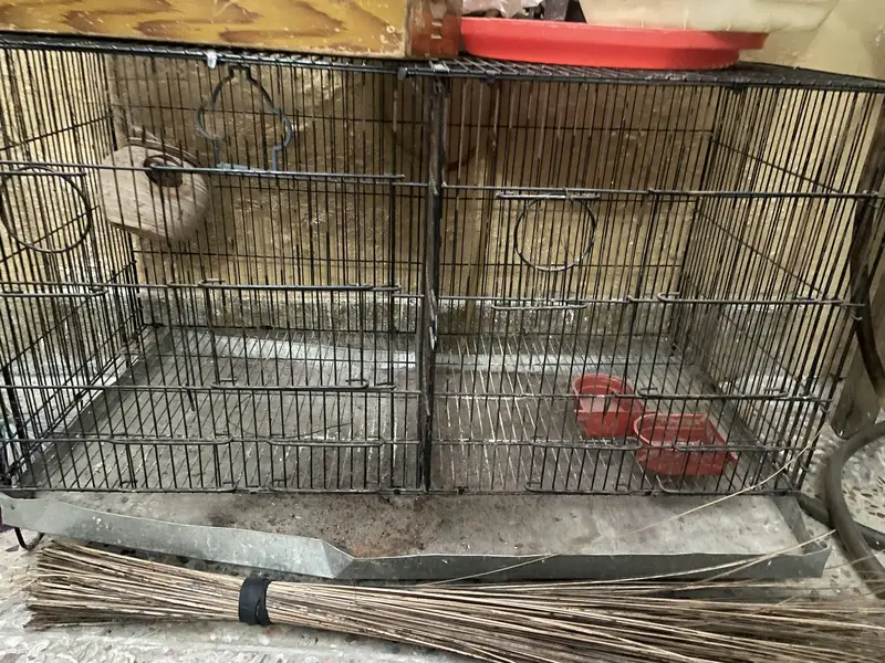 Ali cage for parrots — photo 2