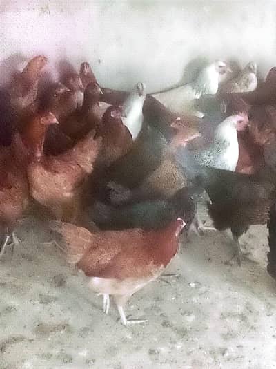 Fresh Pathe stater Egg hens