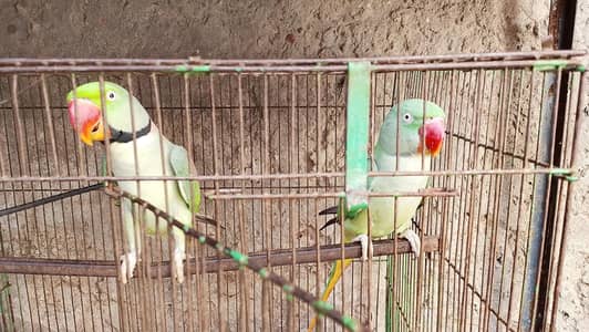 Raw Parrots
