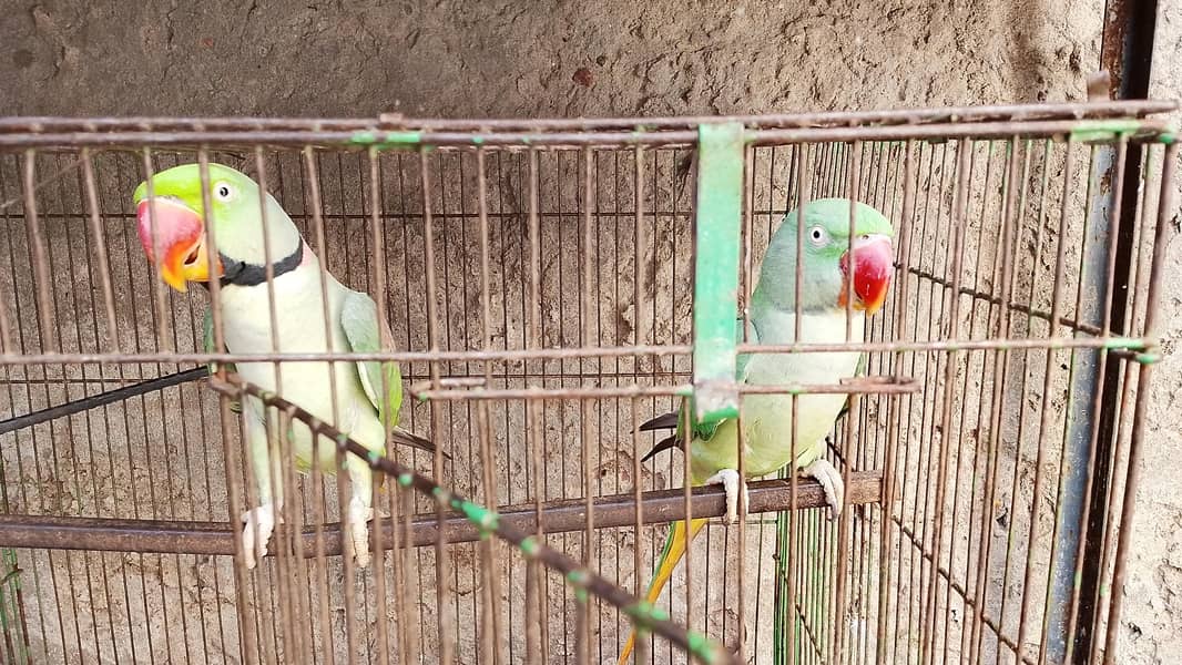 Raw Parrots 0