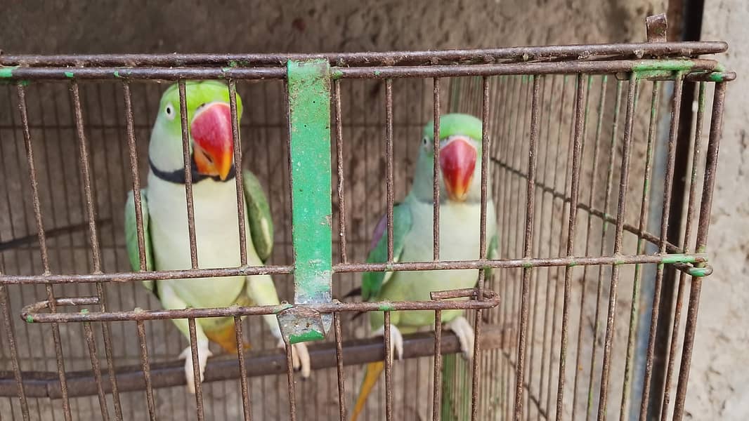Raw Parrots 1