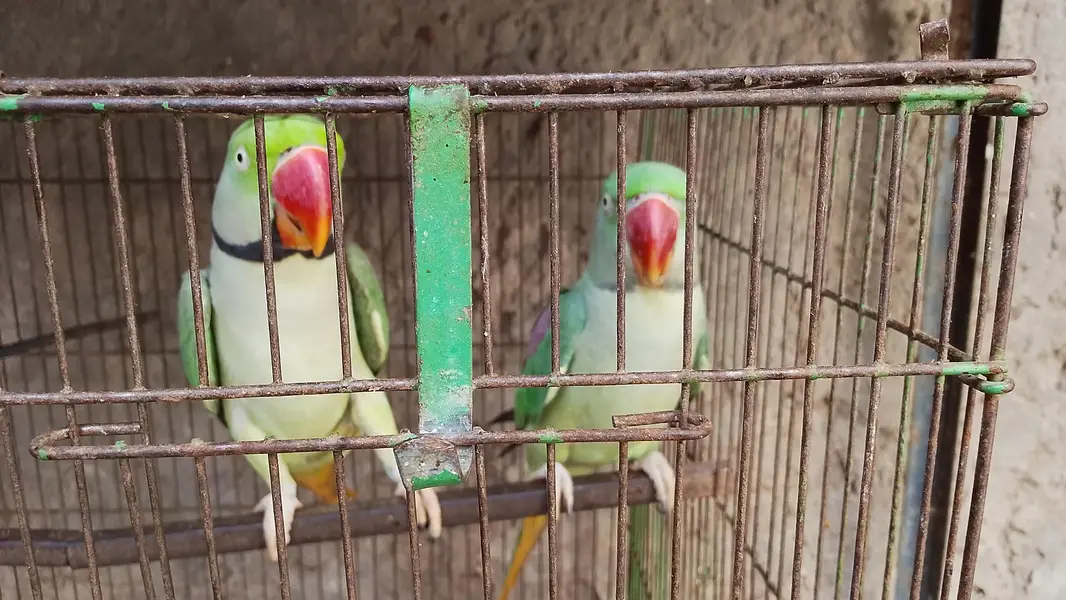 Raw Parrots — photo 2