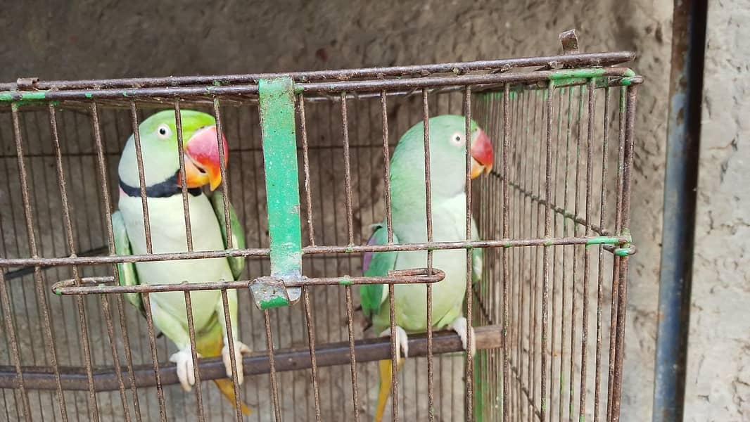 Raw Parrots 2