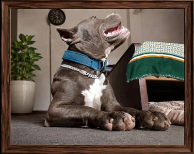 Pitbull dog available