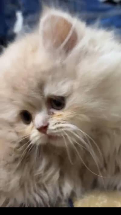 pure persian high quality kittens