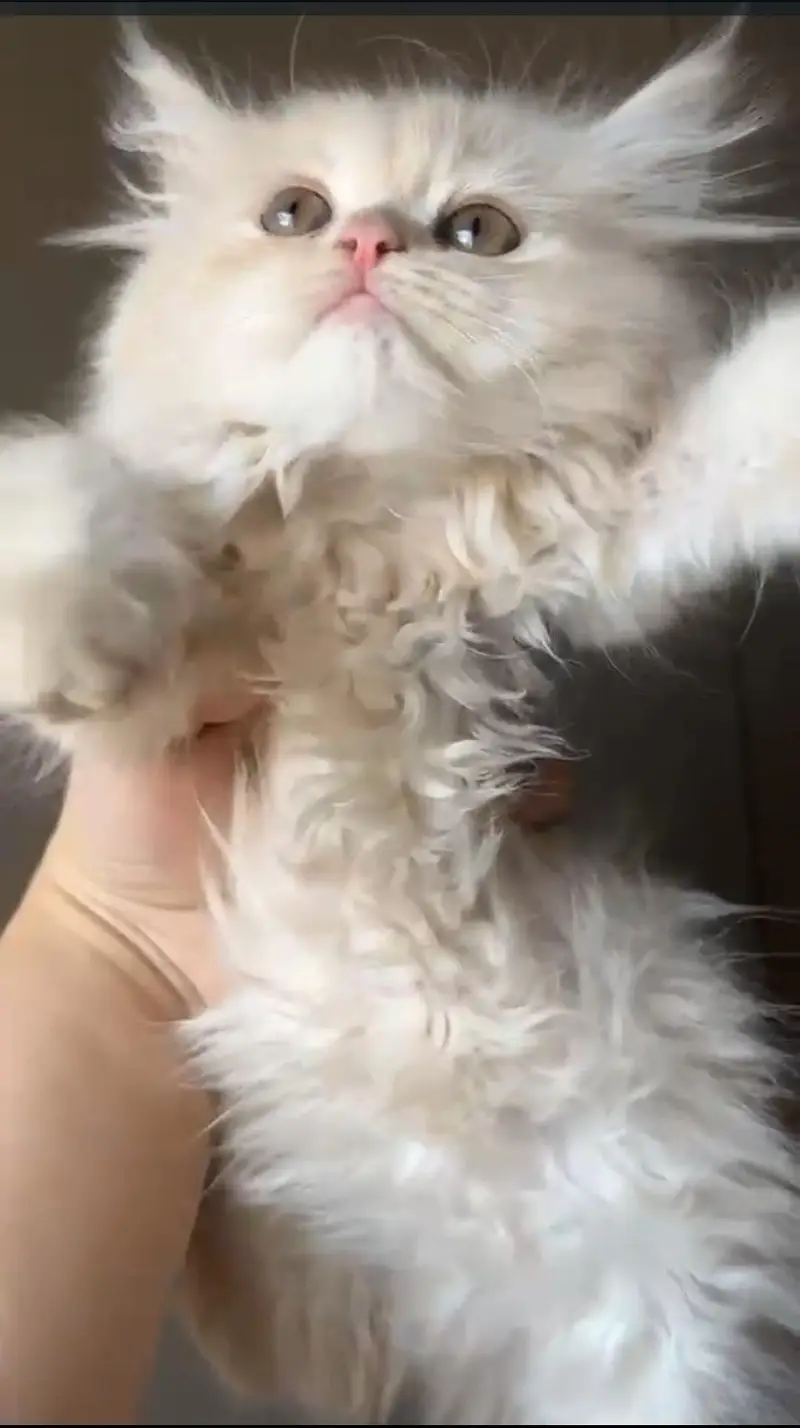 pure persian high quality kittens — photo 2