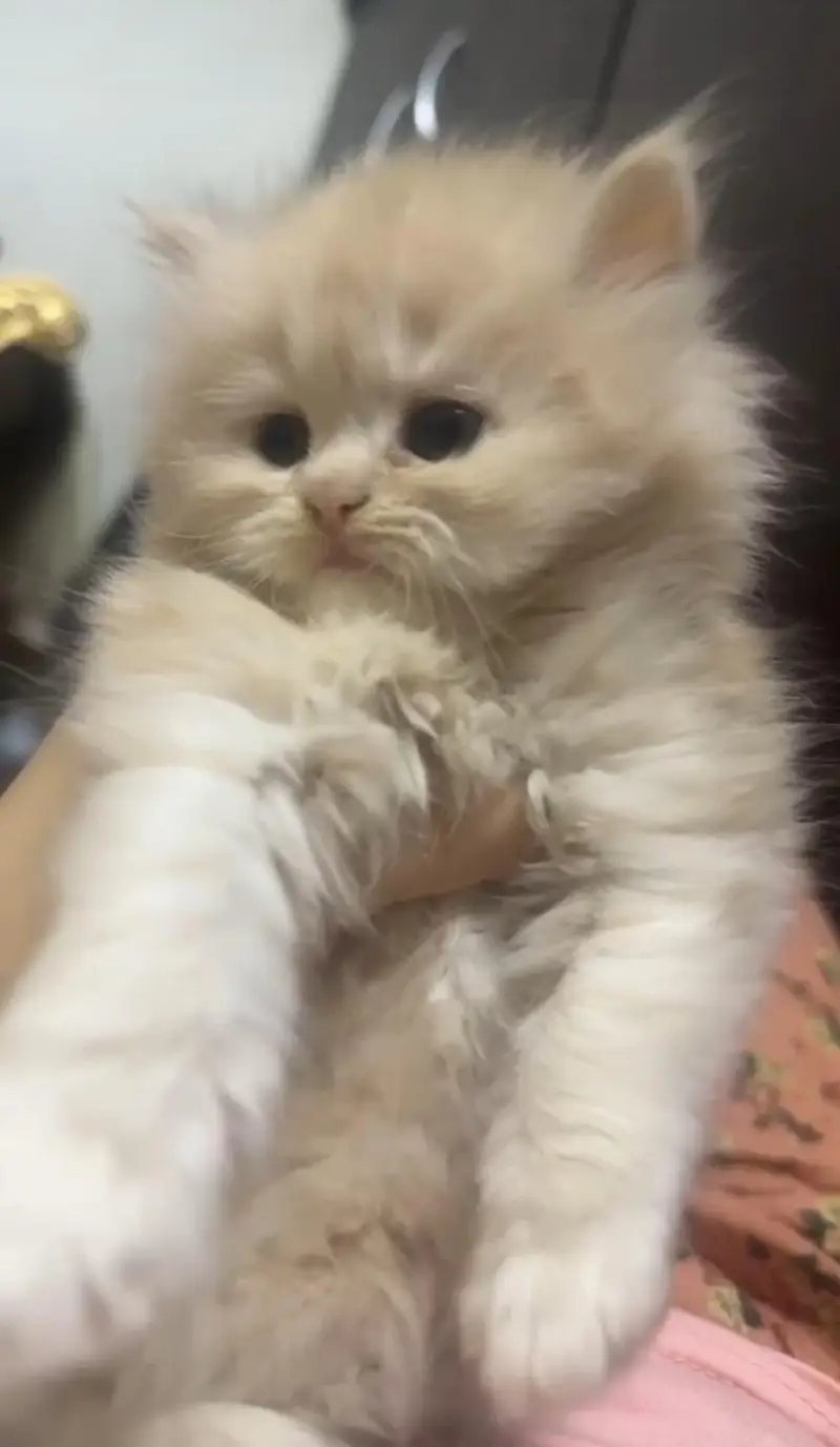pure persian high quality kittens — photo 3