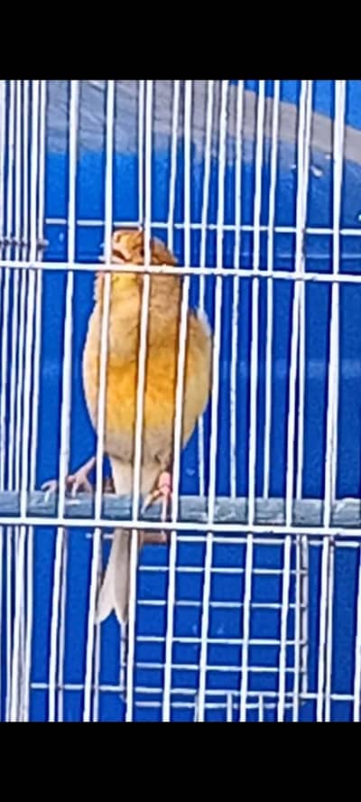 full singing male and pairs  1 singing male 12 hazar