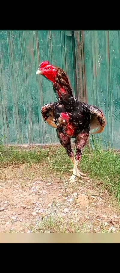 very High quality Purana aseel patha mazboot or bilkul thuky hoy jor h
