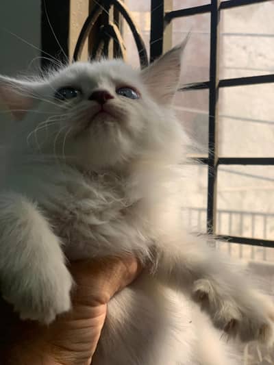 Kittens