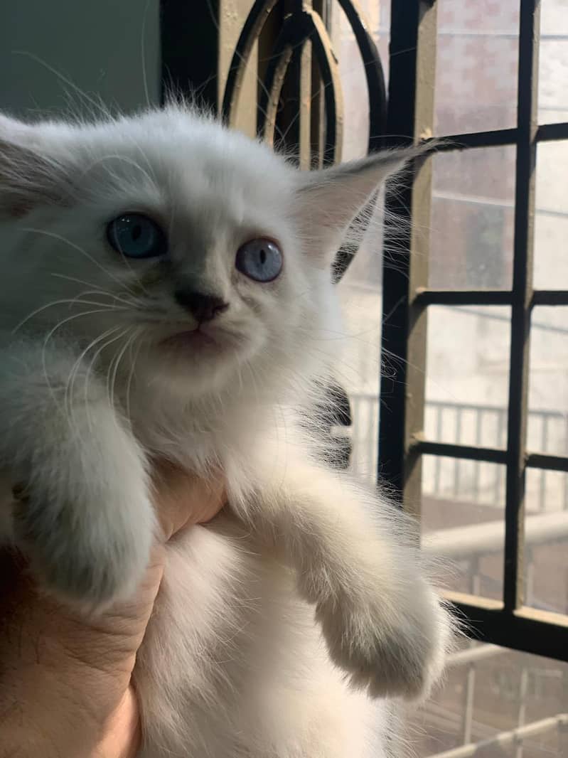 Kittens 1