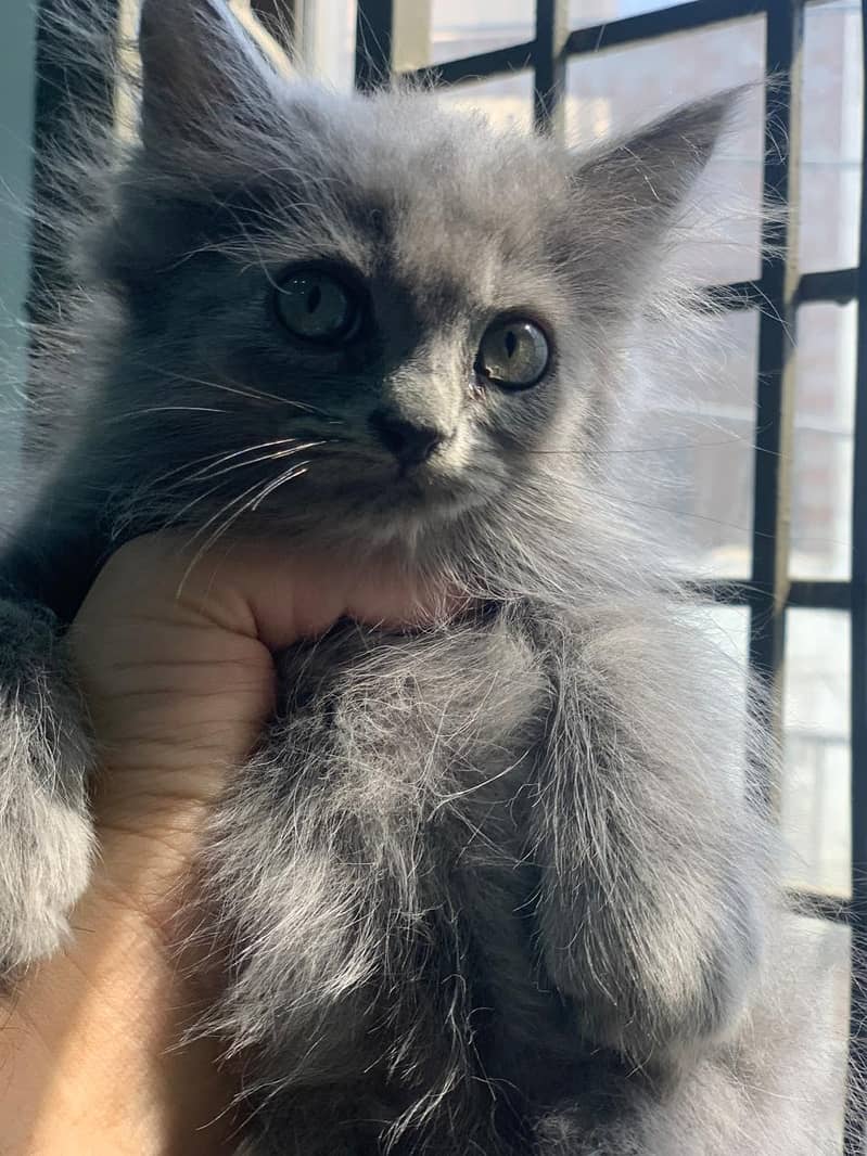 Kittens 2