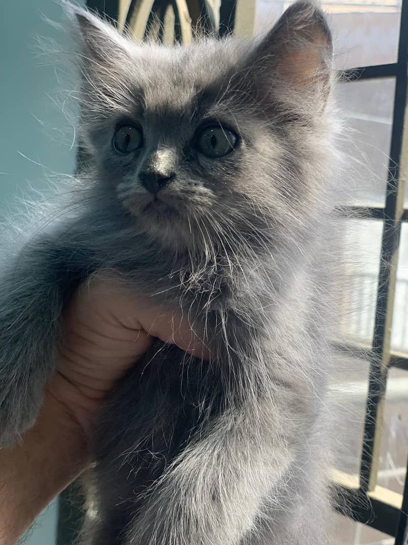 Kittens 3