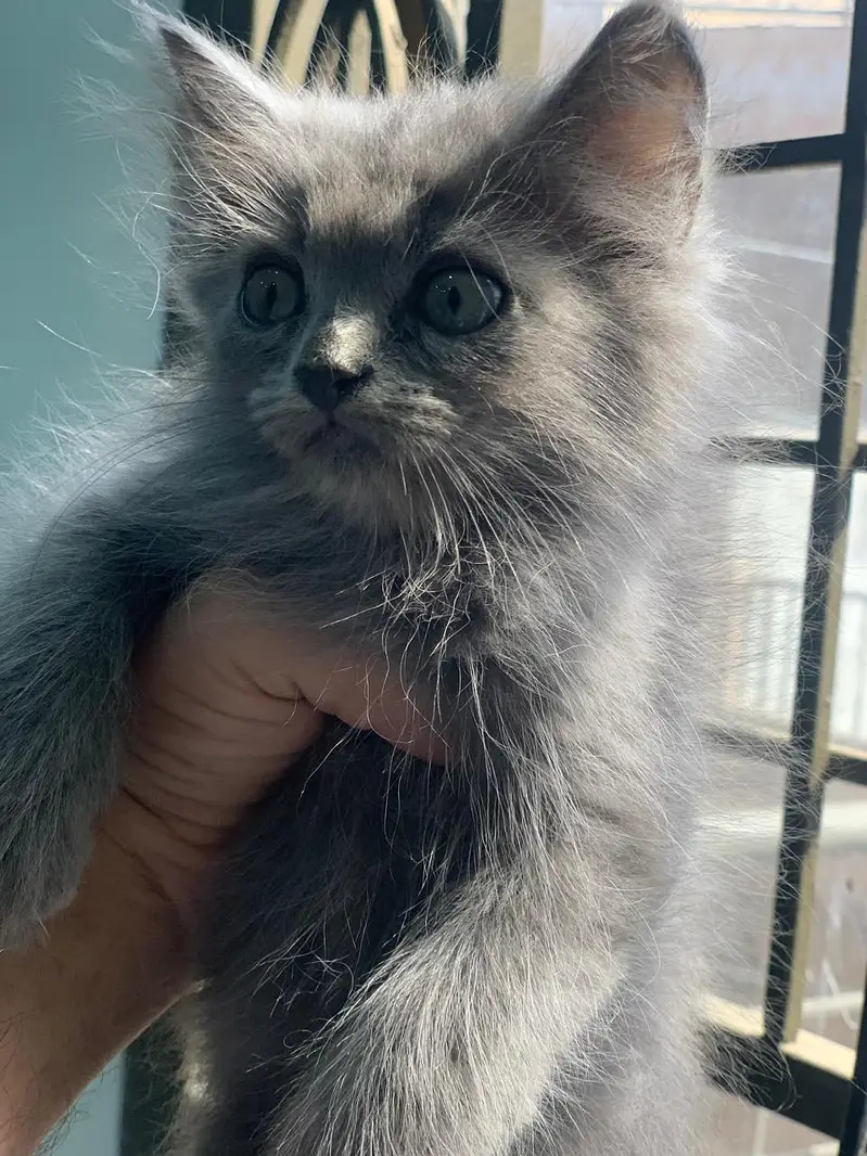 Kittens — photo 4