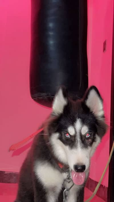 siberian husky 4 months old female