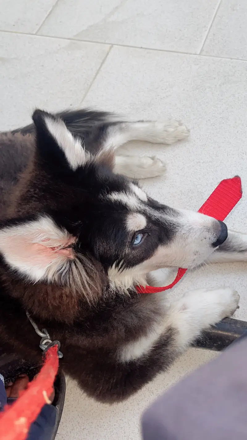 siberian husky 4 months old female — photo 2