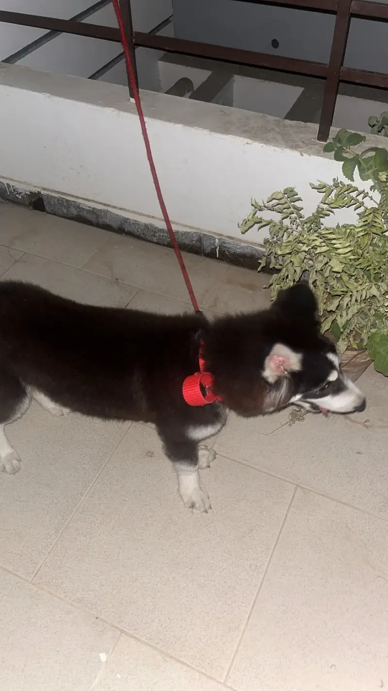 siberian husky 4 months old female — photo 3