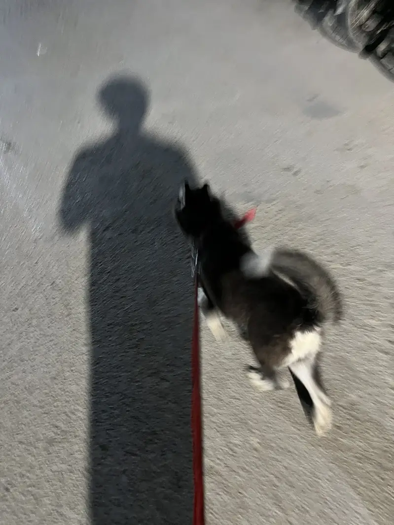 siberian husky 4 months old female — photo 4