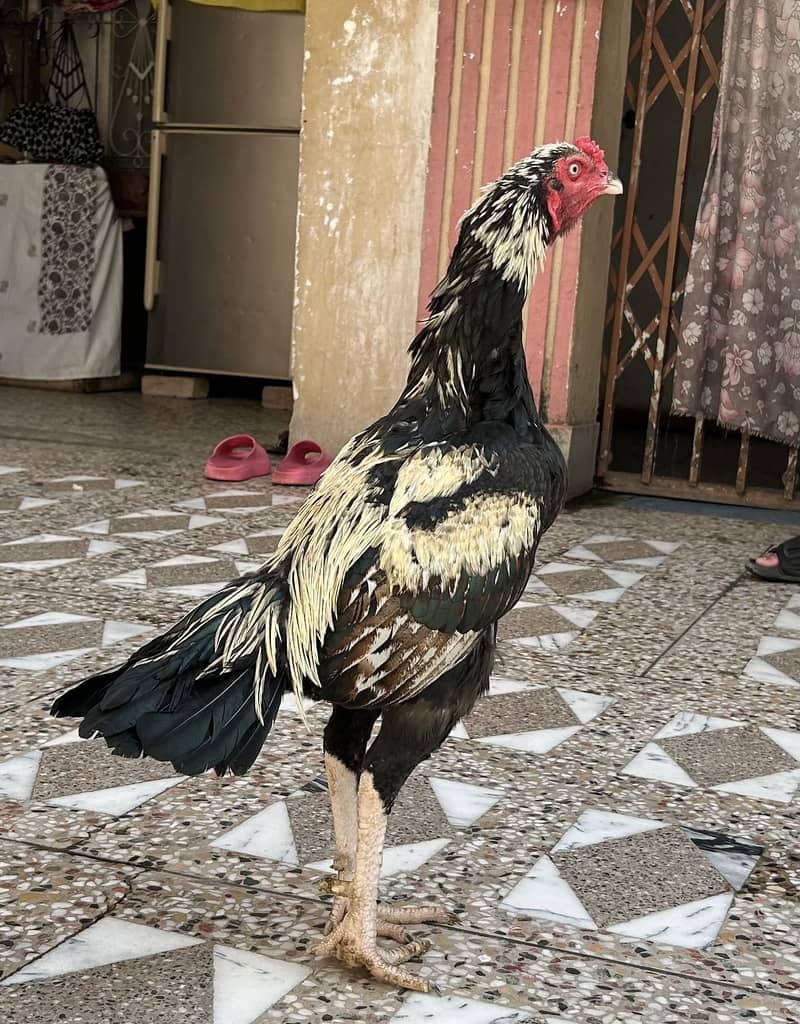 Murga 1