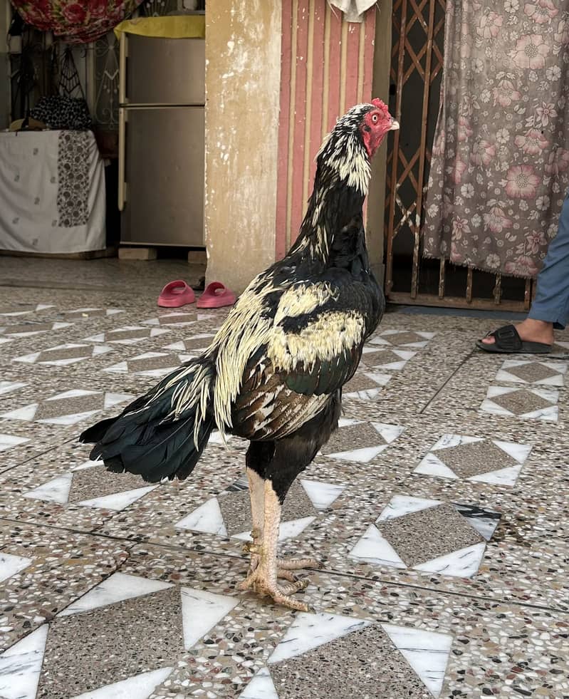Murga 2