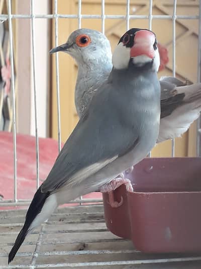 java | doves