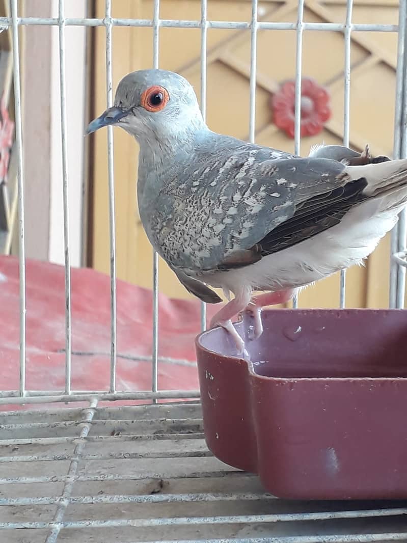 java | doves 1