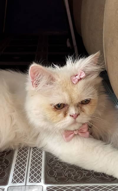 Triple coat female cat