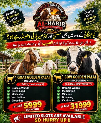 PREMIUM PALAI SERVICES AVAILABLE