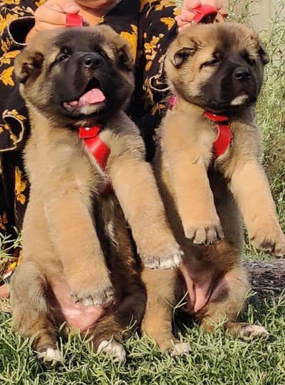 king Kurdish kangal puppies security Dog available for sale