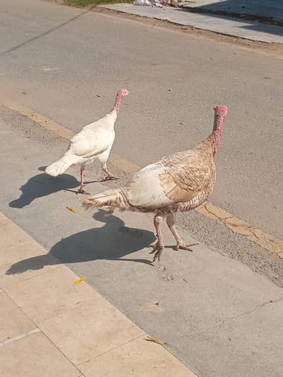 Turkey birds