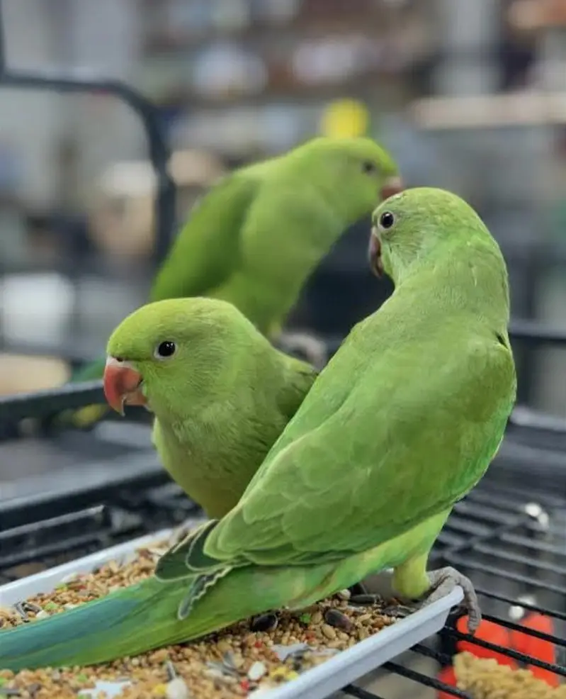 Green tota Available han khushab me — photo 2