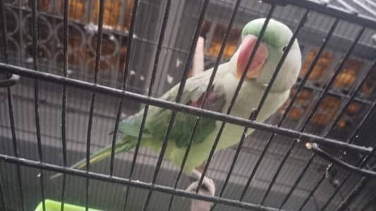 raw male patha for sale
