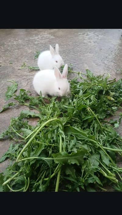 Red eyes bunnies