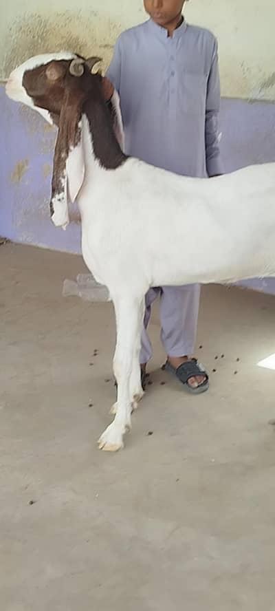 pure gulabi ablac gaban bakriya