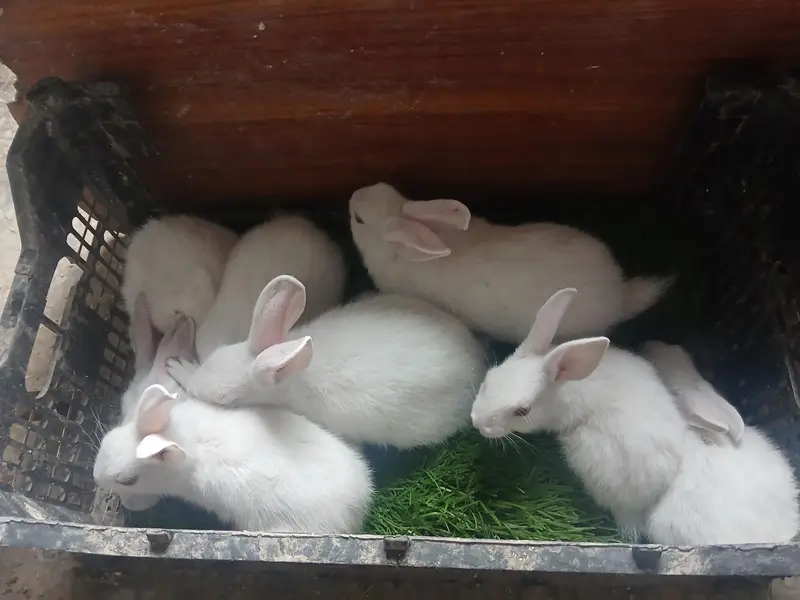 Red eyes bunnies — photo 2