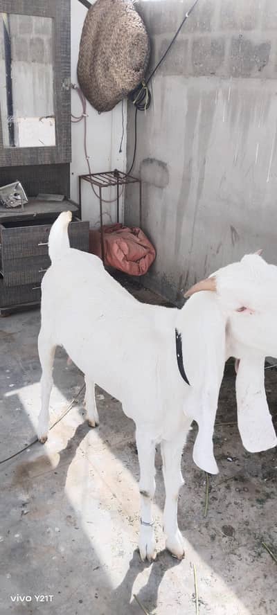 gulabi  Bakri 2.5 month cross