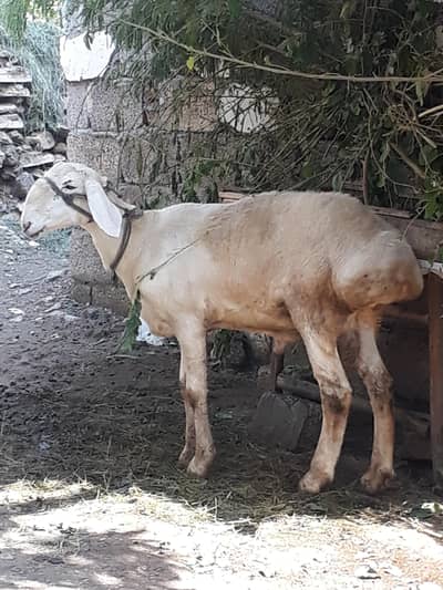 turkey dumba for sale