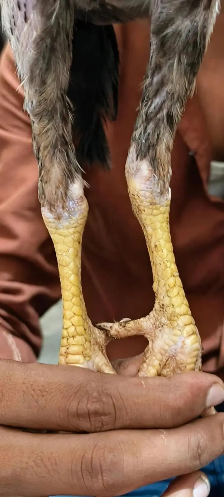 2 patha hai ek amroha or 1 rampuri x lasani top qulati — photo 3