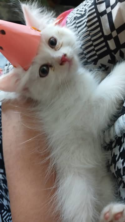 kitten for sale