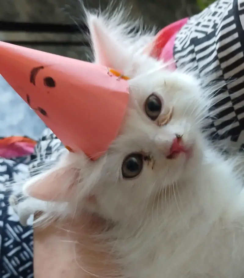 kitten for sale — photo 2