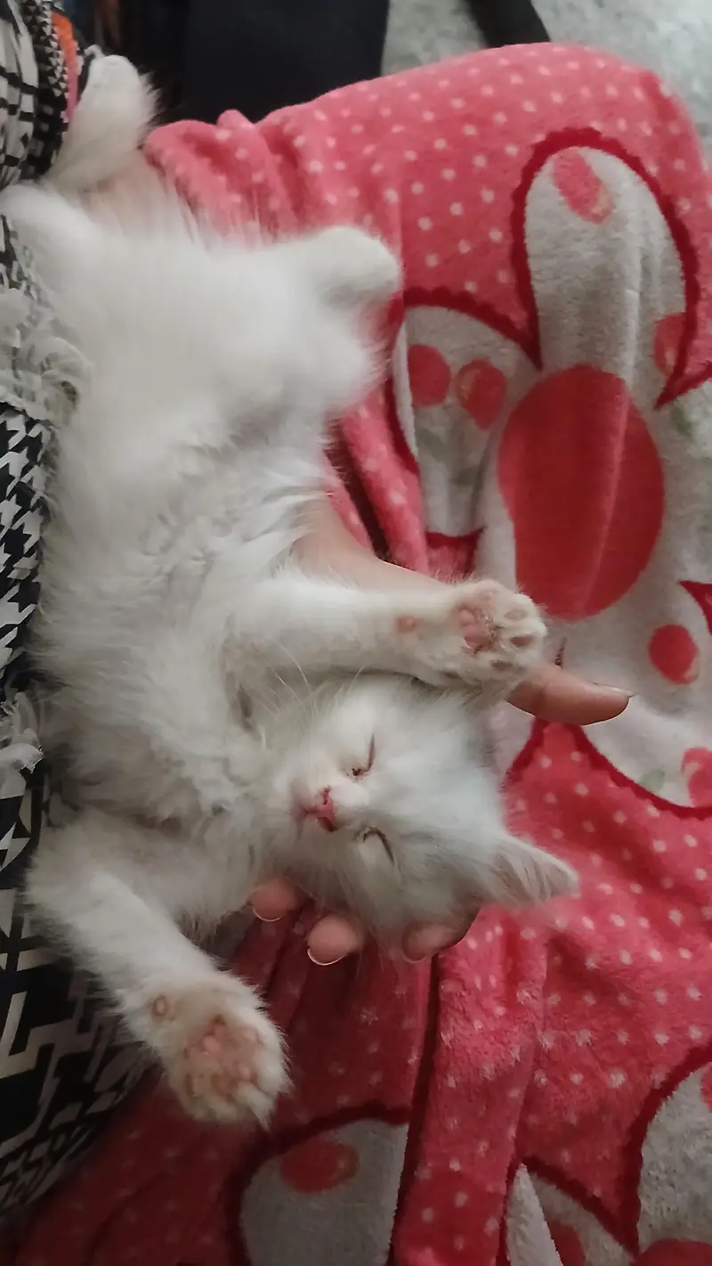 kitten for sale — photo 3