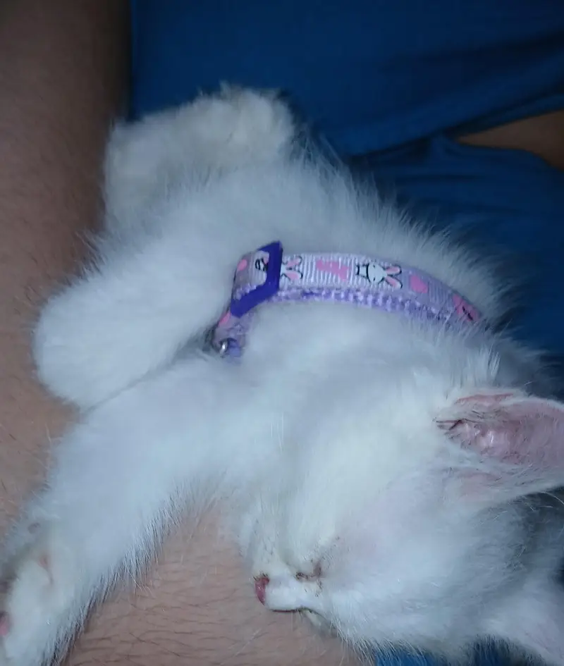 kitten for sale — photo 4