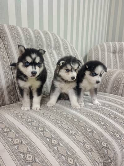 Pure Quality Husky