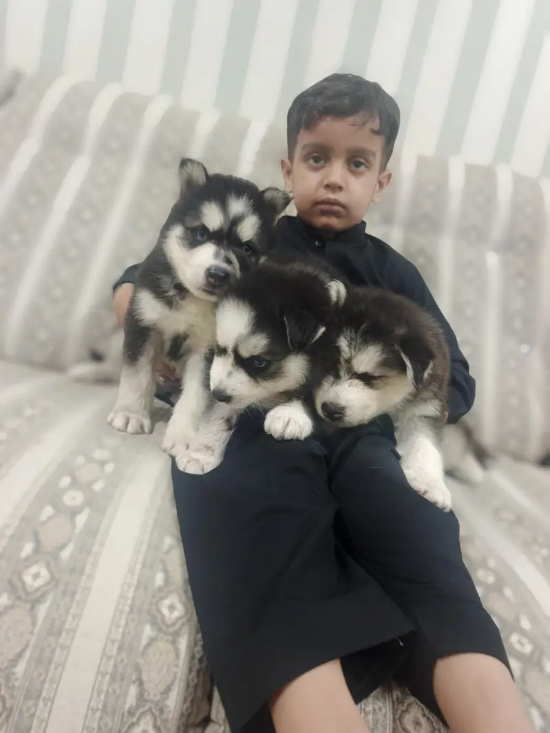 Pure Quality Husky — photo 2