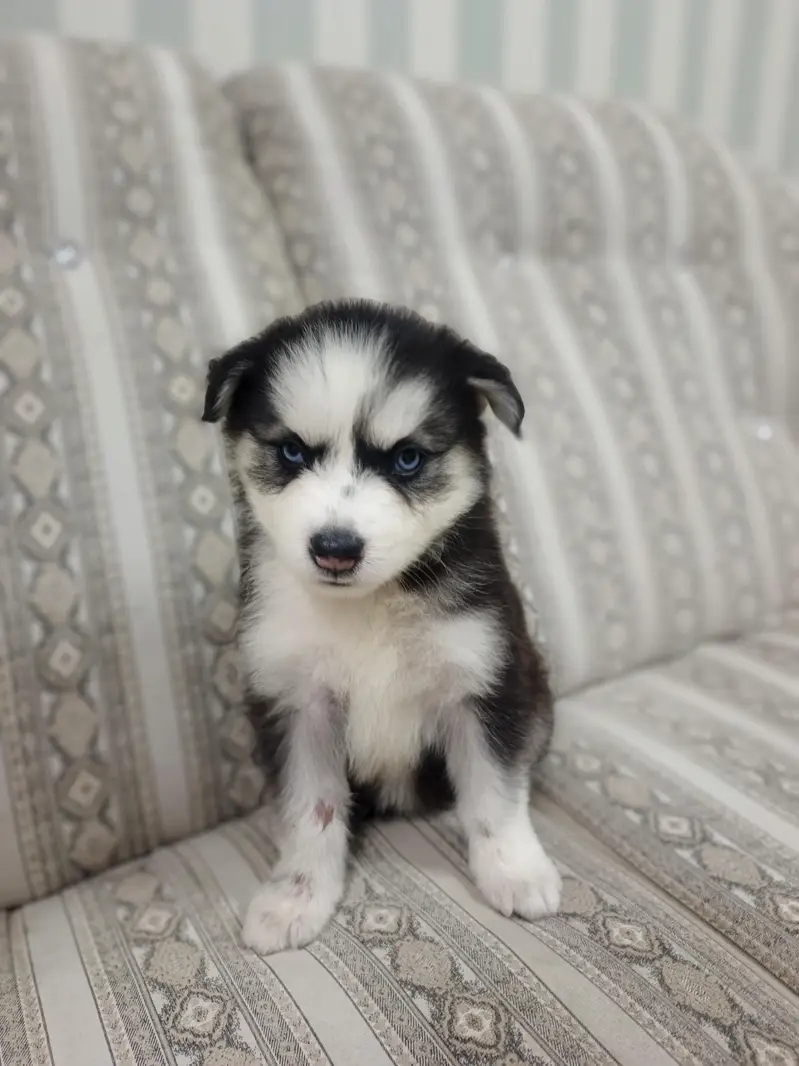 Pure Quality Husky — photo 3
