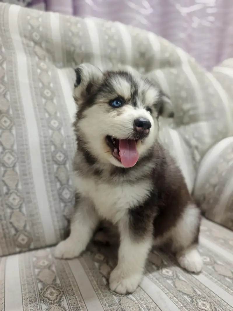 Pure Quality Husky — photo 4