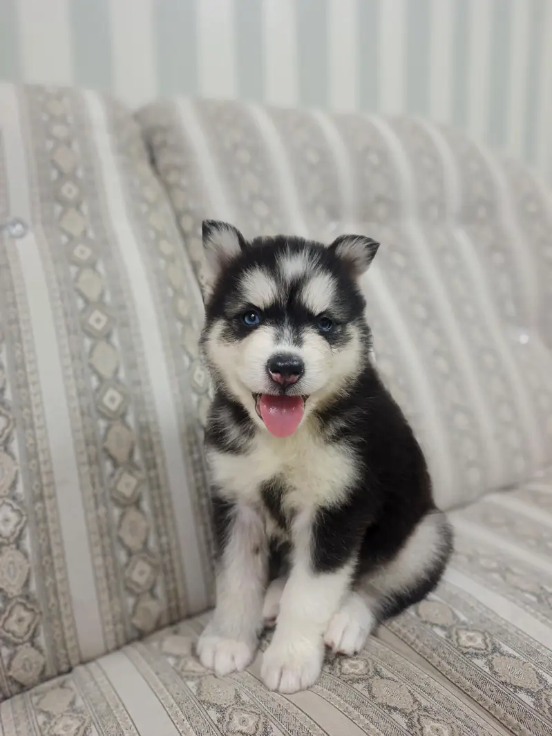 Pure Quality Husky — photo 5